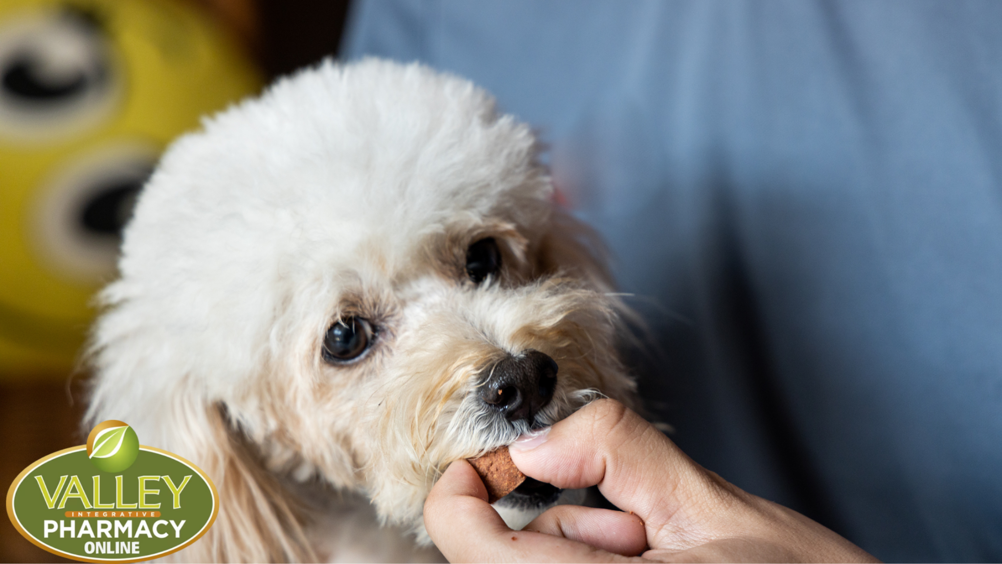 Pet Prescription Compounding: Tailored Solutions for Pets